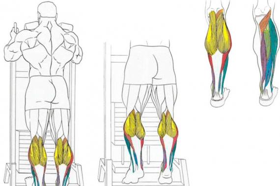 «Голень одной ногой стоя» при правильной технике нагружает все мышцы голени Достоинства выполнения упражнения на носках стоя