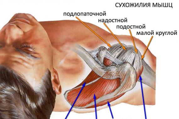 Мышцы, производящие движения плеча в плечевом суставе